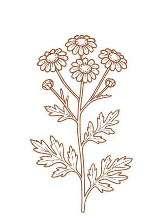 matrem_plant_transparent