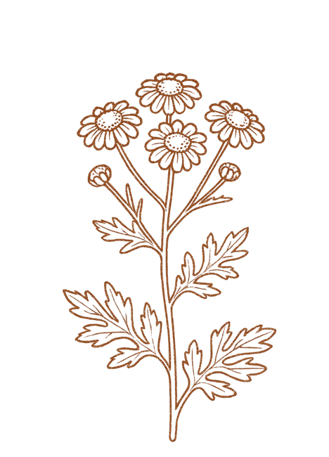 matrem_plant_transparent